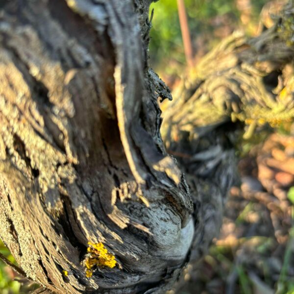 462549764_2555142454671564_298857628104356307_n