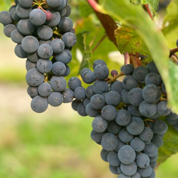 462550928_1496165284429434_8206673578648490703_n