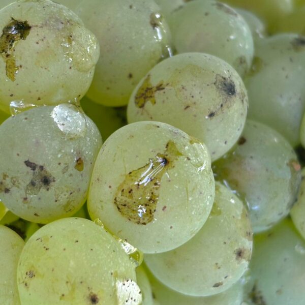 462563123_575105208251903_2998238654479349836_n